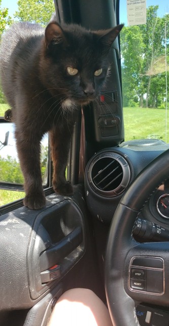 cat.jpg