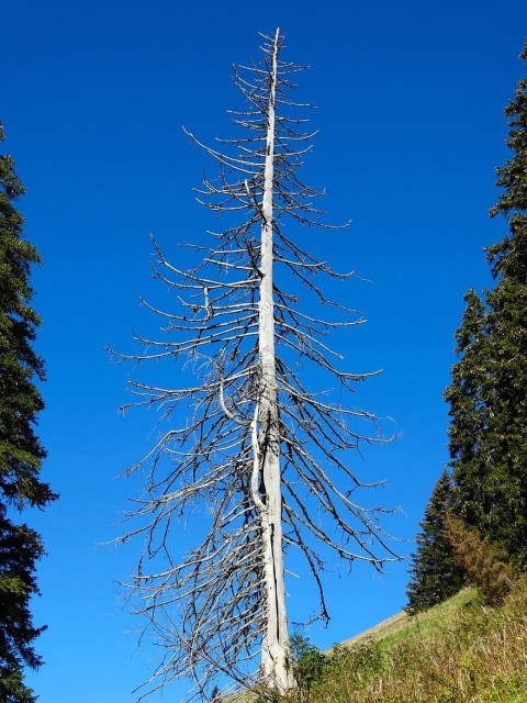 fir-tree-mountain-world-storm-damage-dead-tree-dehydrated.jpg
