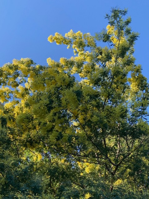 IMG_0502.jpeg