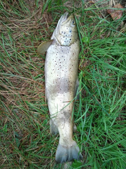 IMG_20240808_070053.jpg